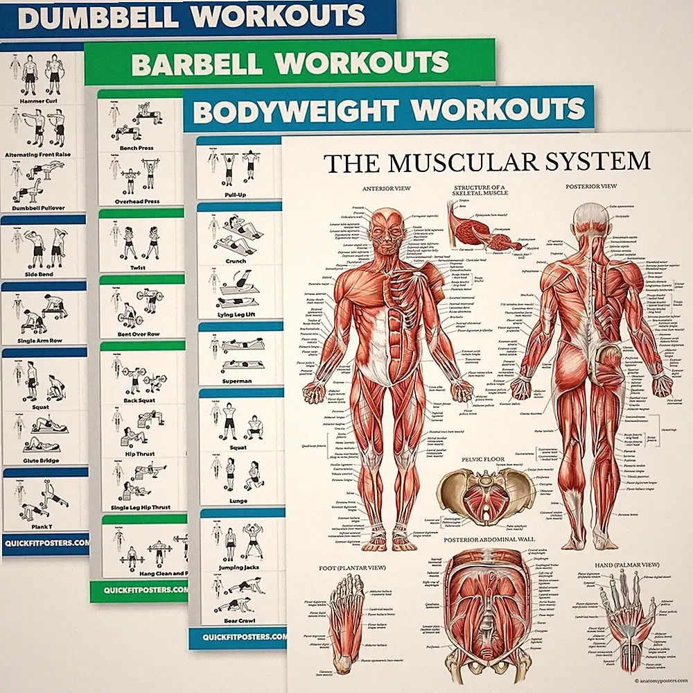 Workout Poster Set 4 Pack Dumbbell Barbell Bodyweight Muscle Charts 18x24